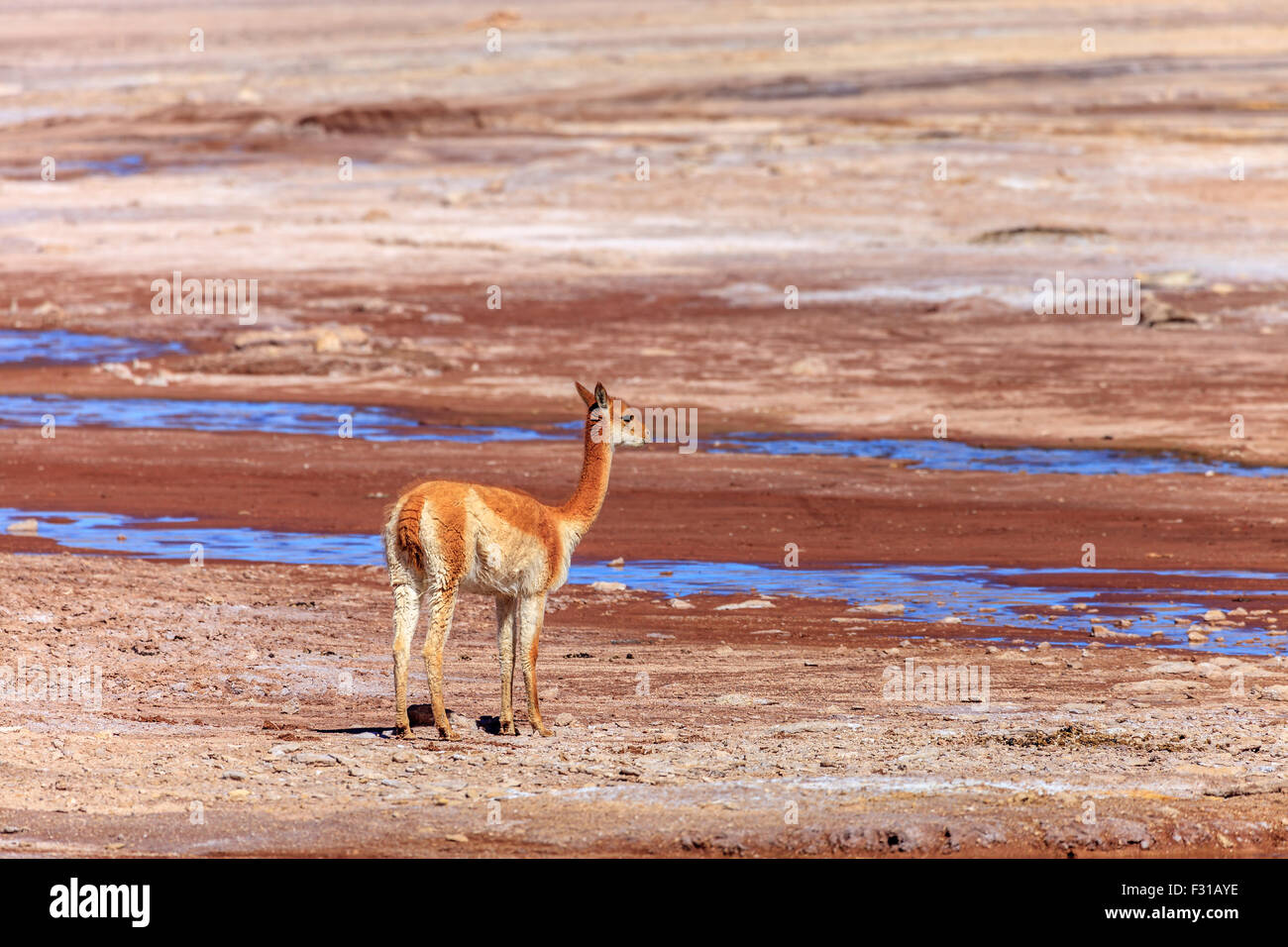 Vicunas grazing in the highlands of Chile Stock Photo
