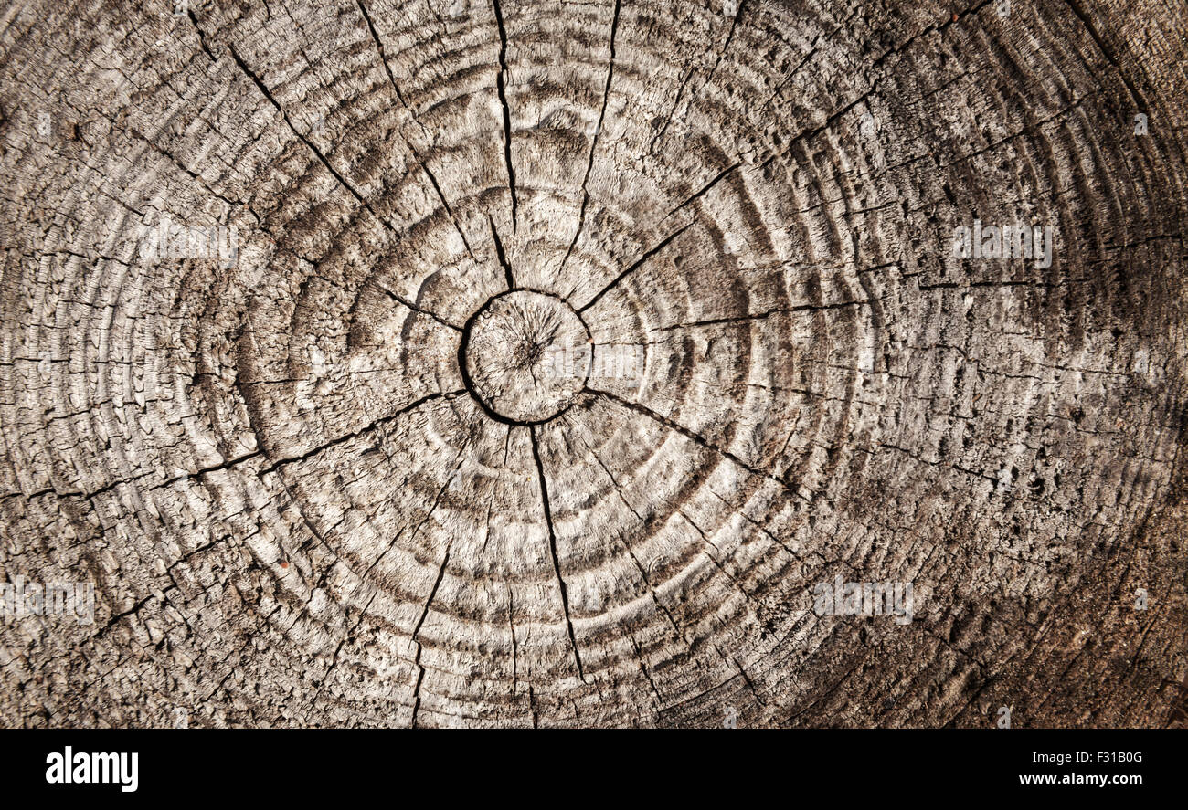 Circular pattern of old brown wooden log section Stock Photo