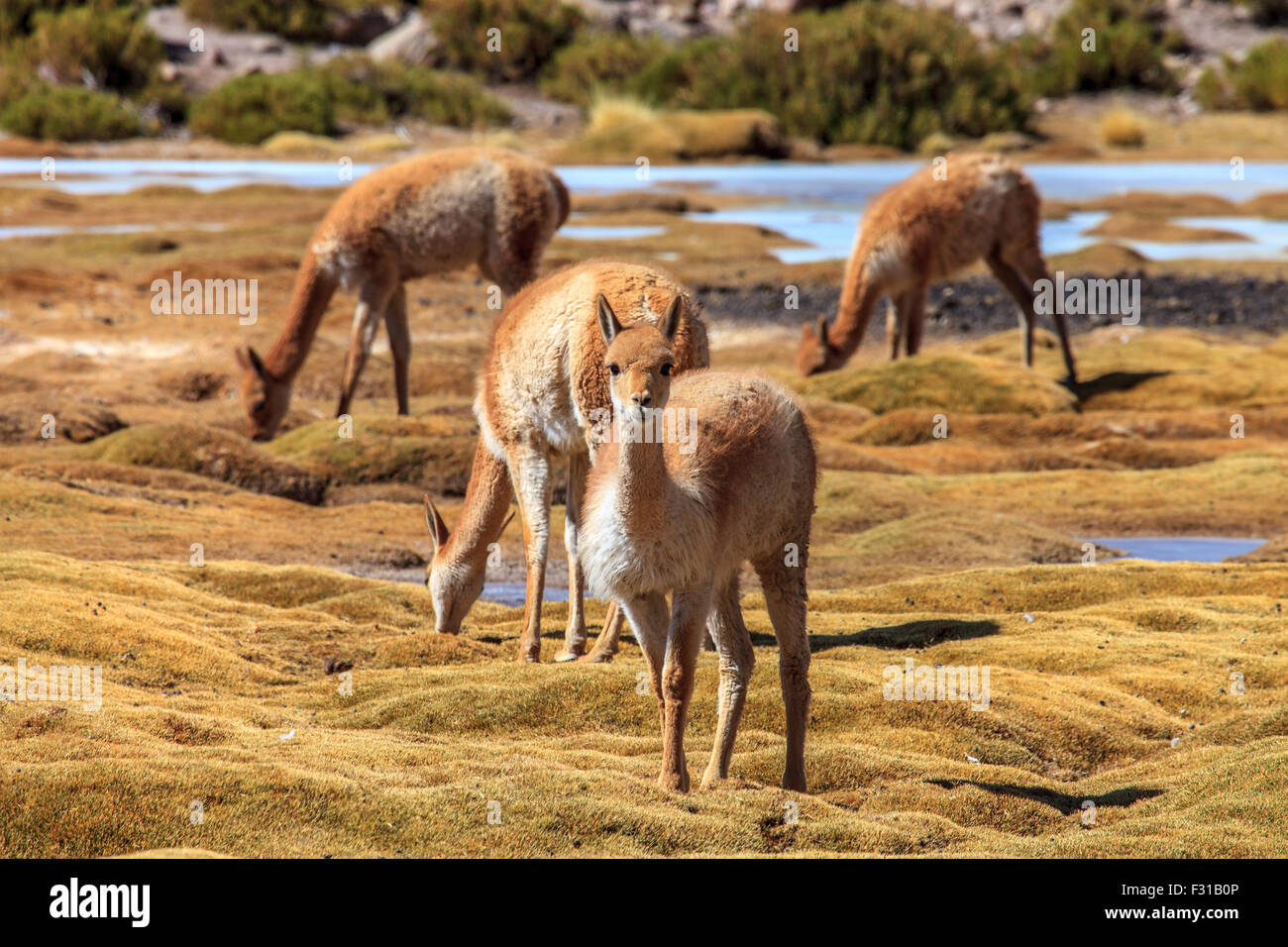 Vicunas grazing in the highlands of Chile Stock Photo