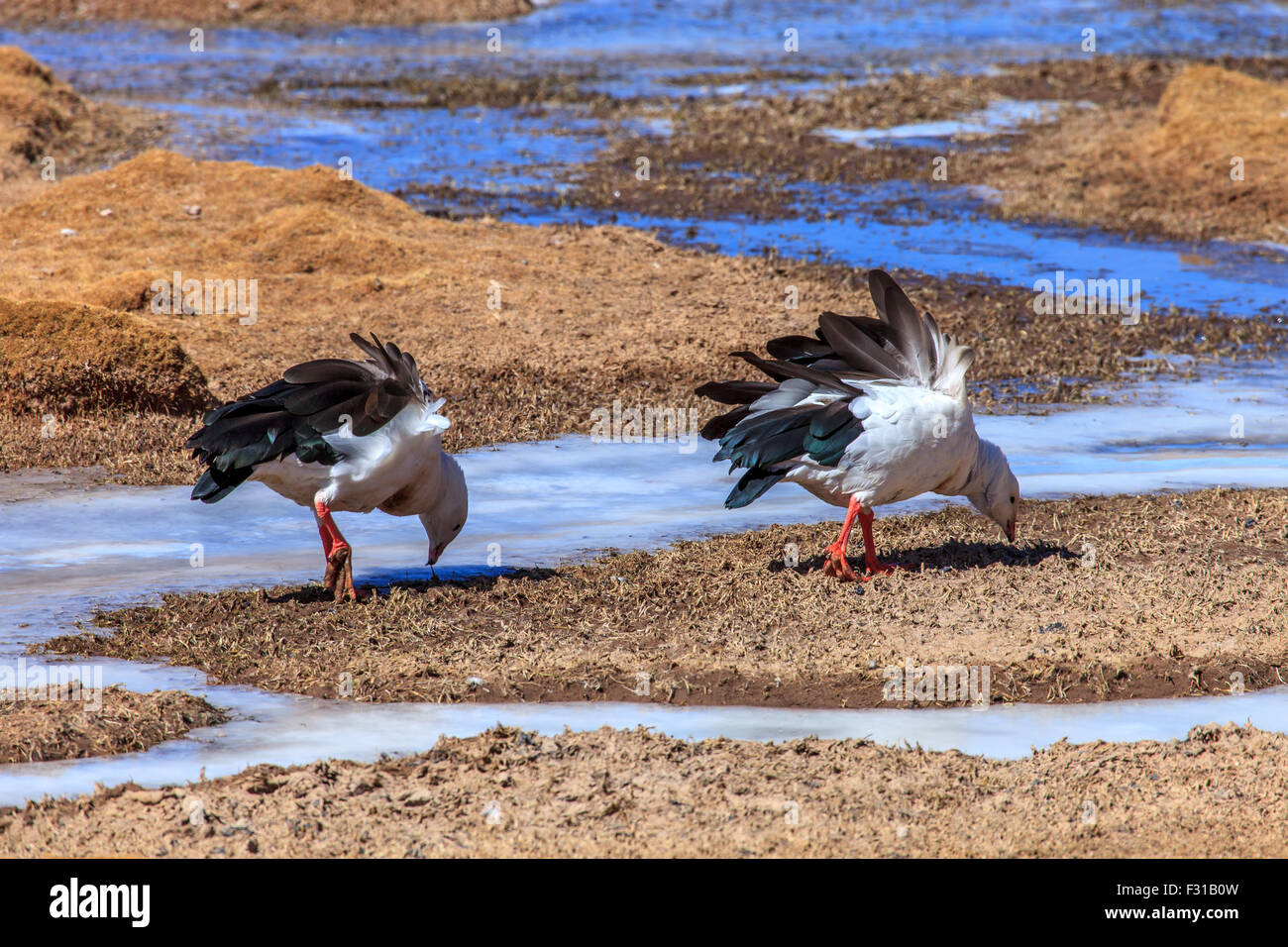 Andean geese Stock Photo