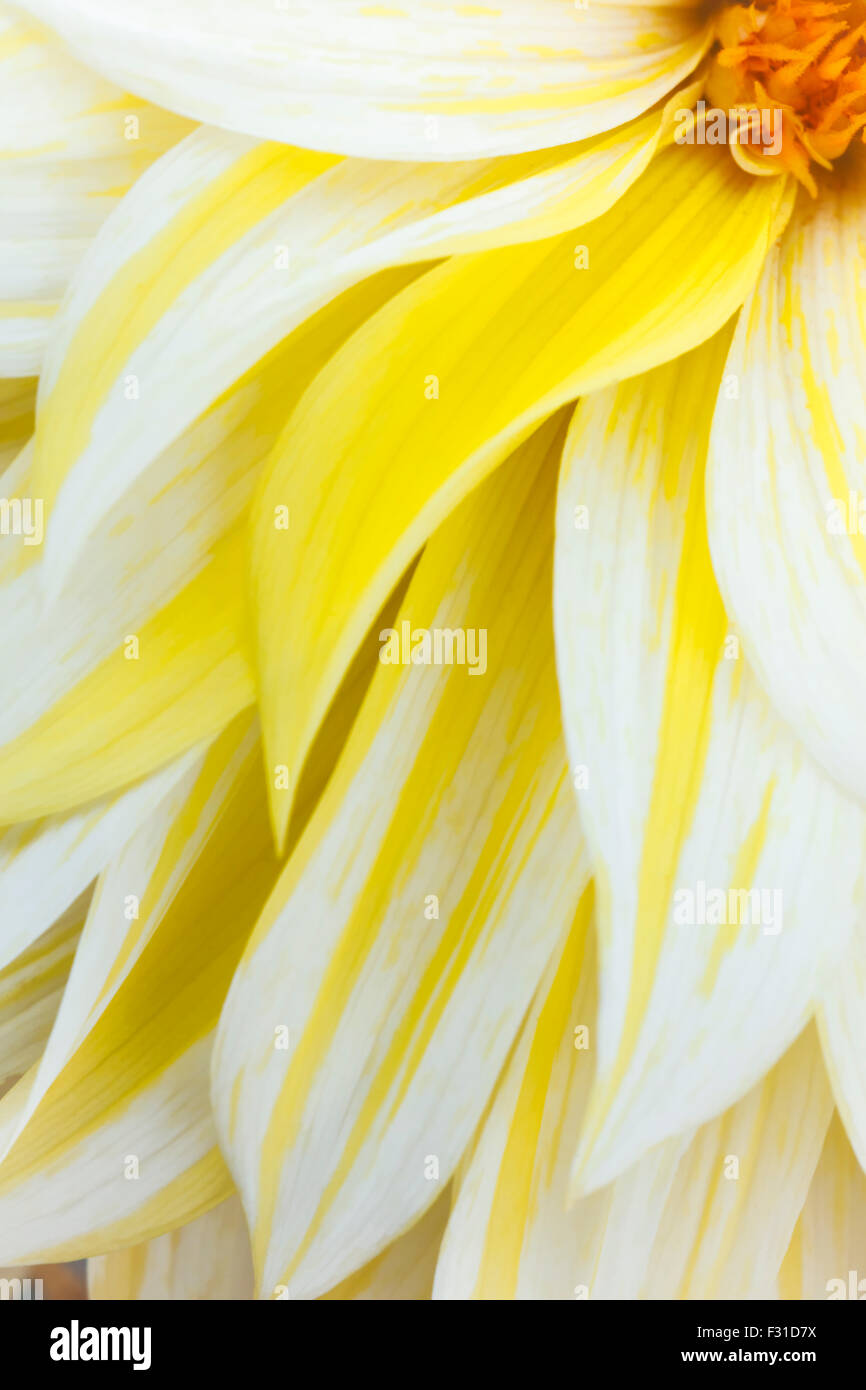 White petal yellow center hi-res stock photography and images - Alamy