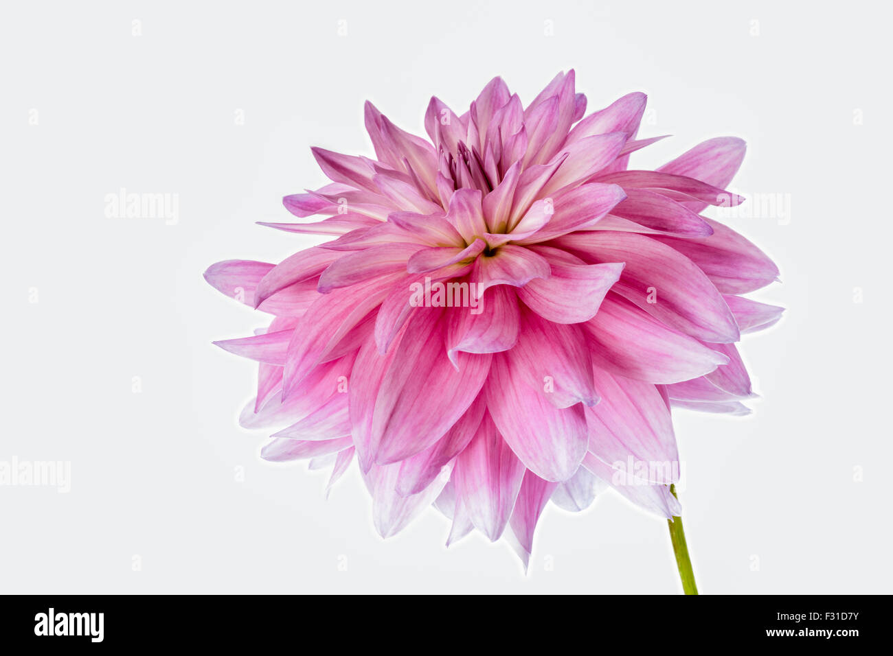 Highly detailed macro shot of magenta and purple Dahlia bloom at its full-bodied height of perfection. Stem visible Stock Photo