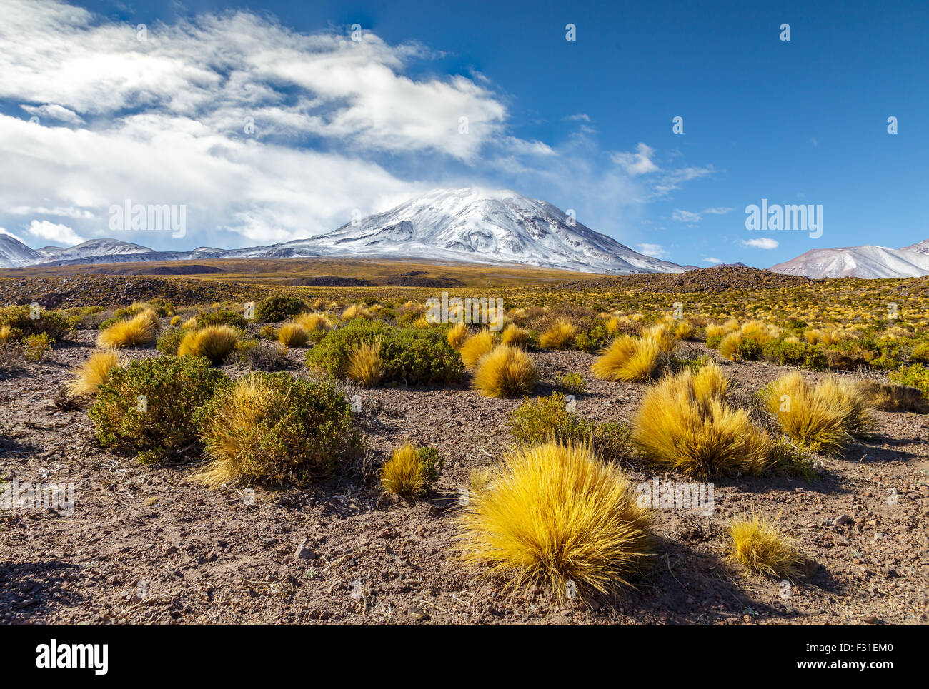 Typical vegetation of the Atacama region with volcano Lascar in the background Stock Photo