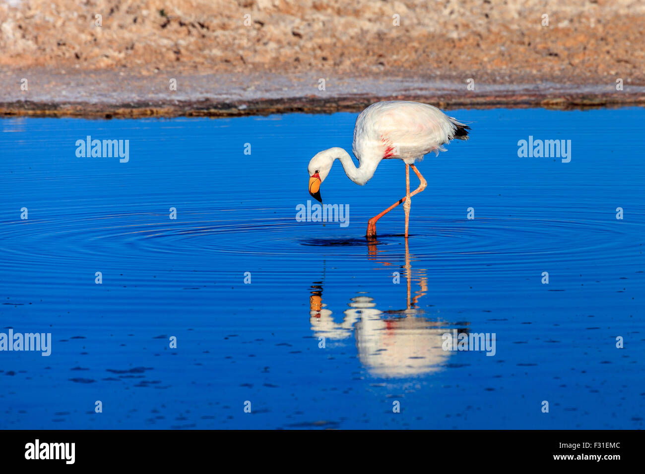 Flamingo in the Chaxa lagoon at sunset (Phoenicopterus) Stock Photo