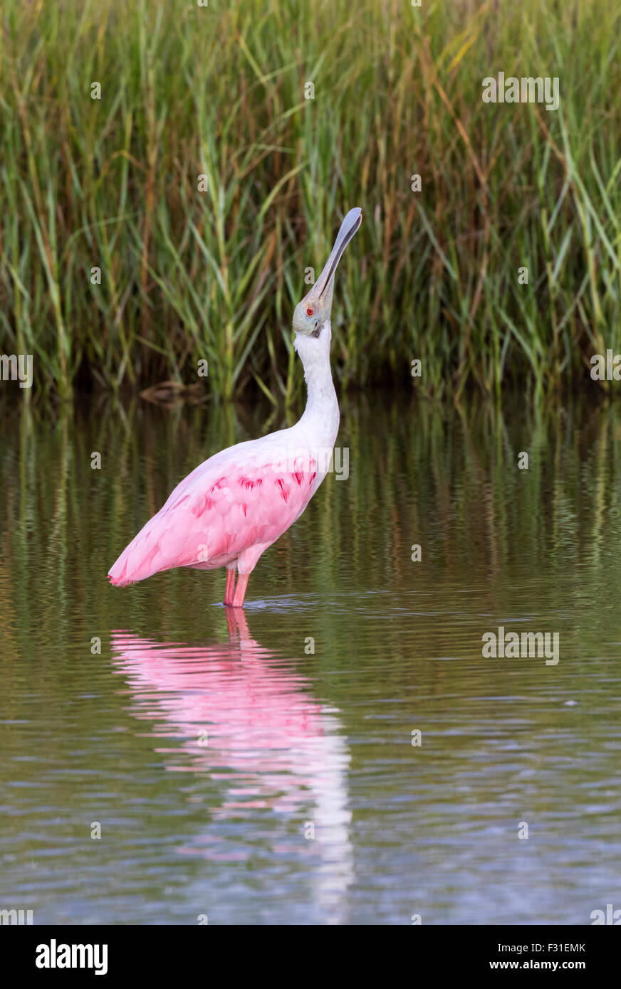 Roseate spoonbill (Platalea ajaja) calling a mate, Galveston, Texas, USA. Stock Photo