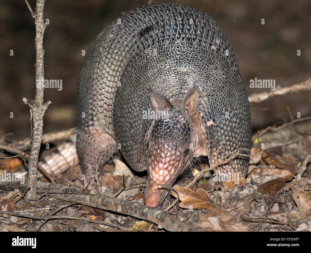 Nine-banded Armadillo (Dasypus novemcinctus), adult, foraging at night, Brazos Bend State Park, Needville, Texas, USA. Stock Photo