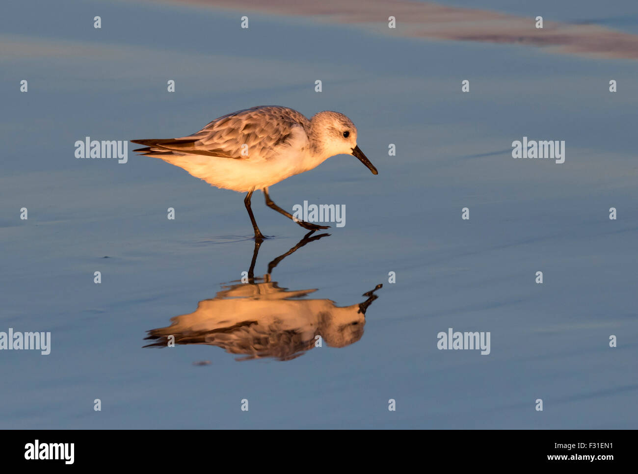 Sanderling (Calidris alba) walking along the ocean beach ar sunset ...