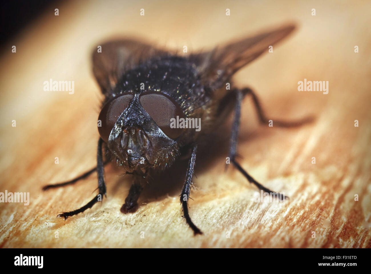 macro fly on wooden background Stock Photo