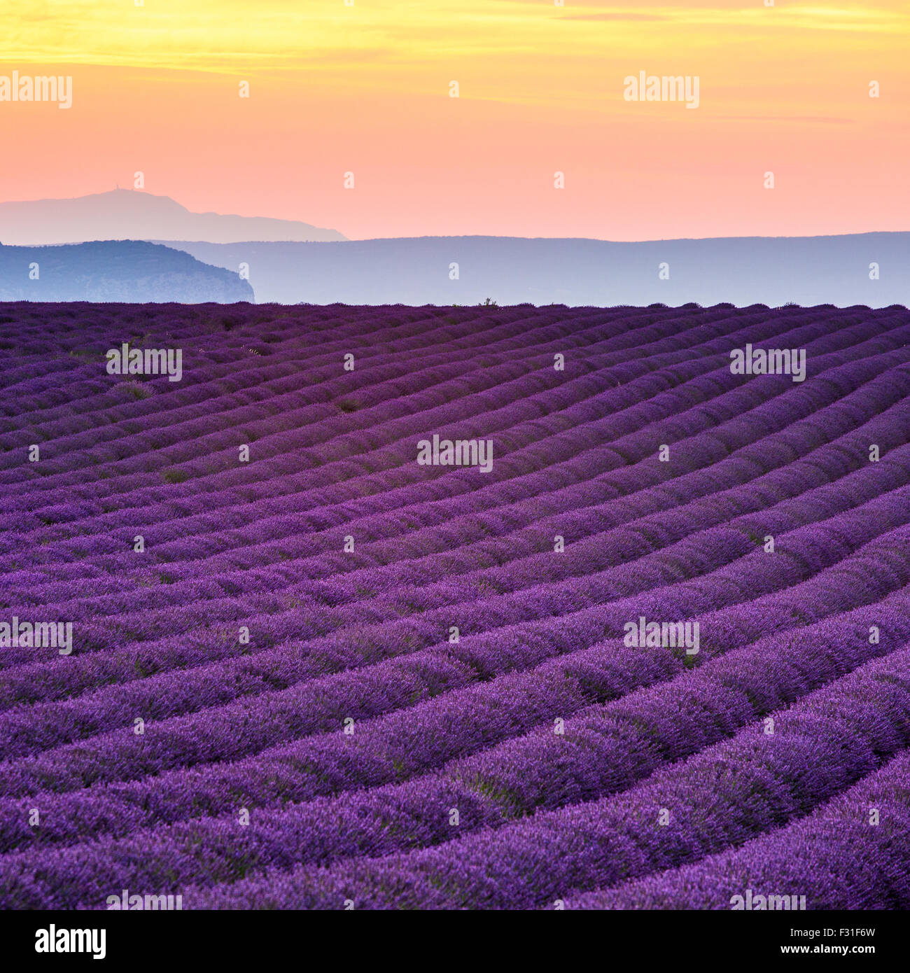 Provence, Valensole Plateau, Lavender field in bloom Stock Photo