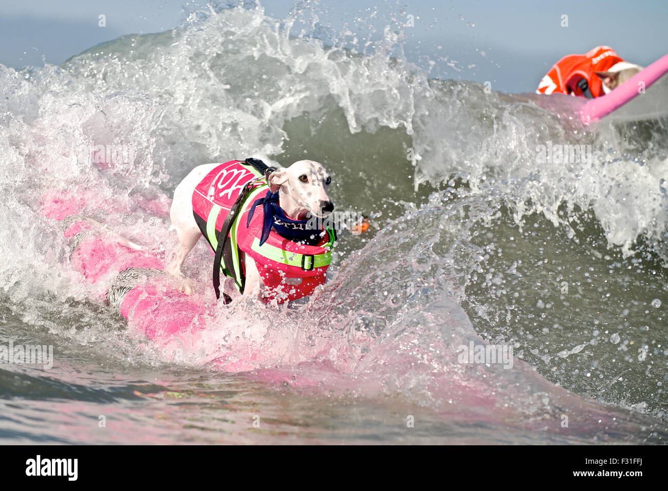 Bumpy dog hi-res stock photography and images - Alamy