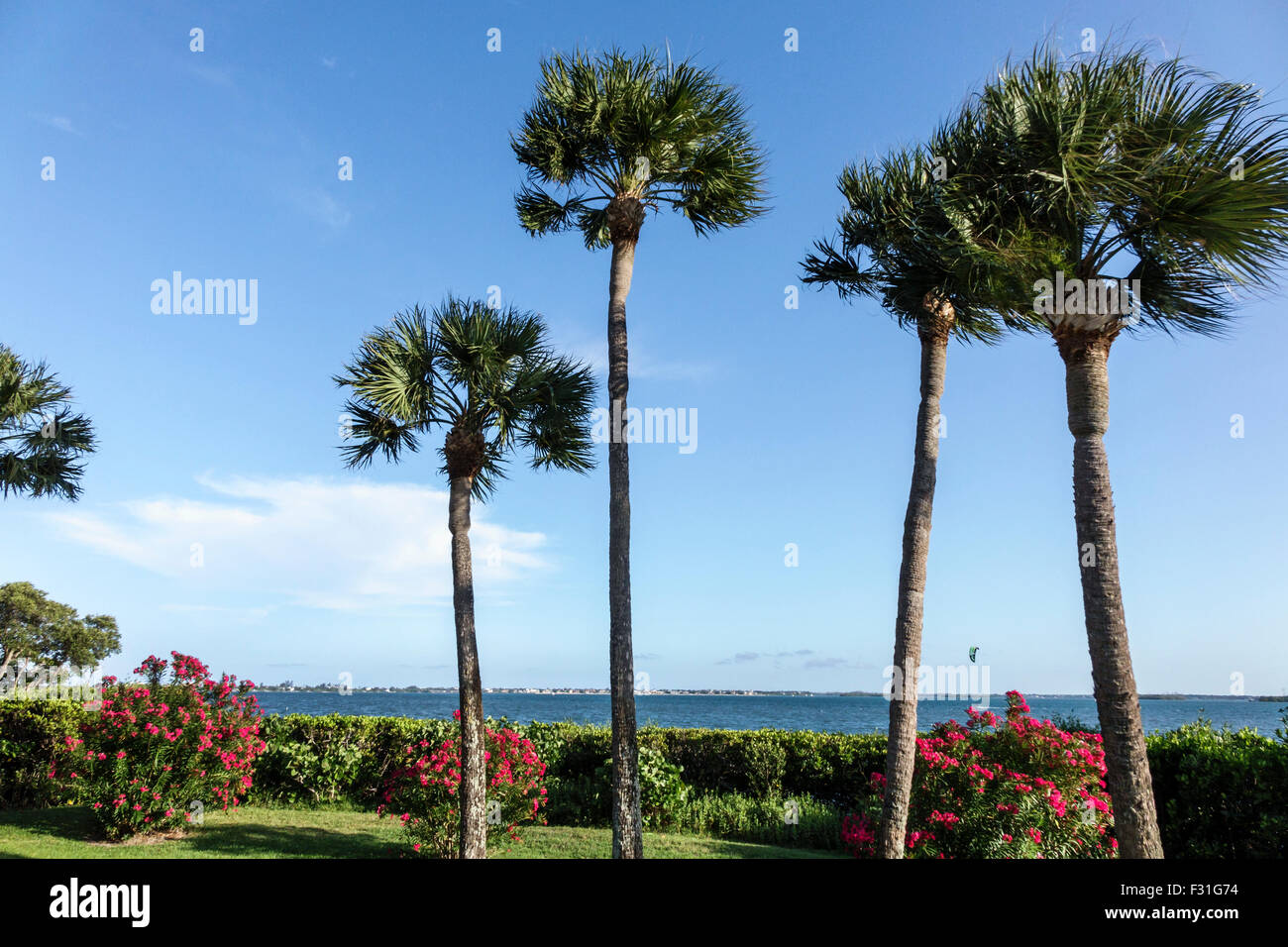 Stuart Florida,Hutchinson Barrier Island Marriott Beach Resort & Marina,hotel,Indian River Lagoon,sabal palm trees,nature,natural,scenery,FL150415045 Stock Photo