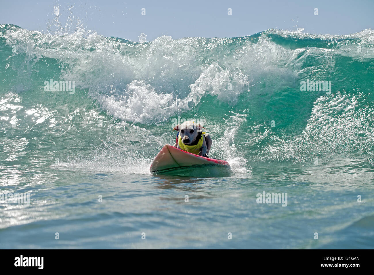 Huntington Beach, California, USA. 27th Sep, 2015. Sugar the surf dog at the Surf City Surf Dog® contest. Dogs from around the world hit the waves to surf during the Surf City Surf Dog ® surf contest held at Dog Beach in Huntington Beach, CA on Sunday September 27, 2015. Credit:  Benjamin Ginsberg/Alamy Live News Stock Photo