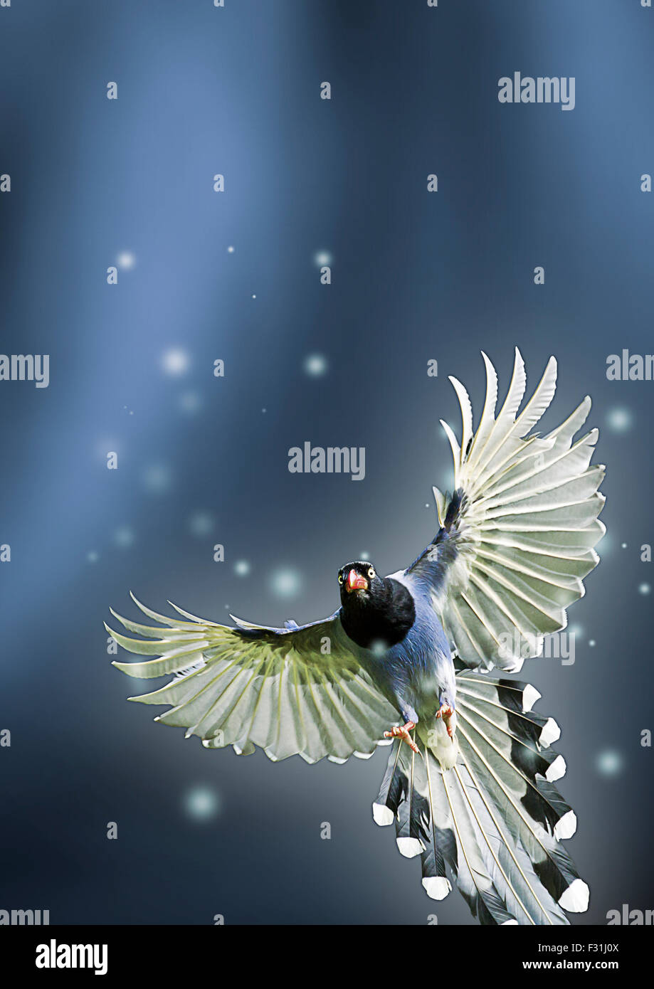formosa blue magpie in flight against stylish modern background Stock Photo