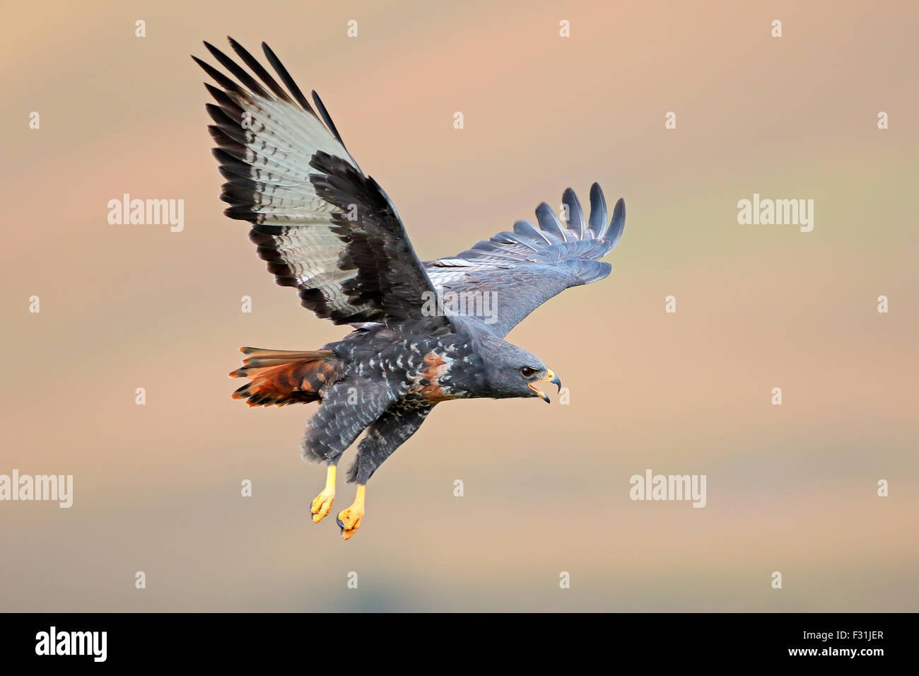 Jackal buzzard (Buteo rufofuscus) in flight with outstretched wings, South Africa Stock Photo