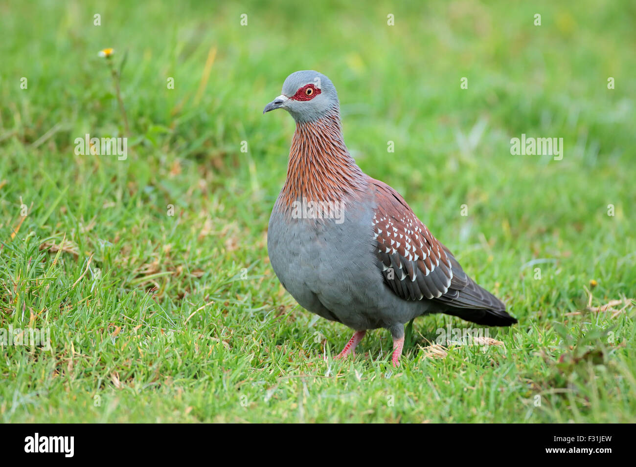 A rock pigeon (Columba guinea) sitting on green grass, South Africa Stock Photo