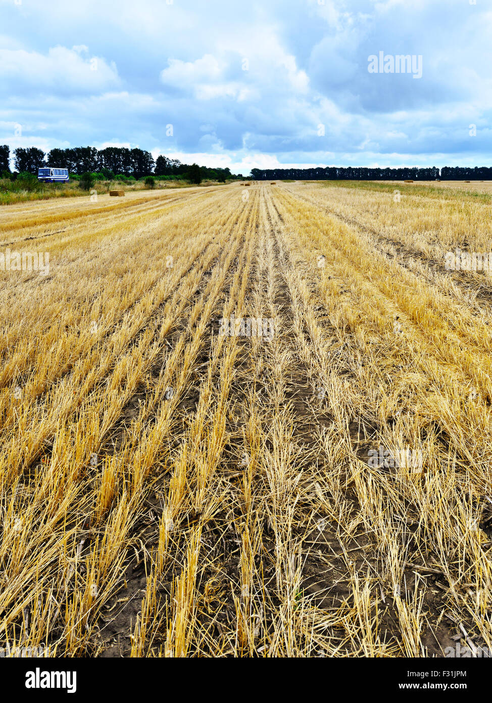 wheat field and clouds on the sky Stock Photo - Alamy