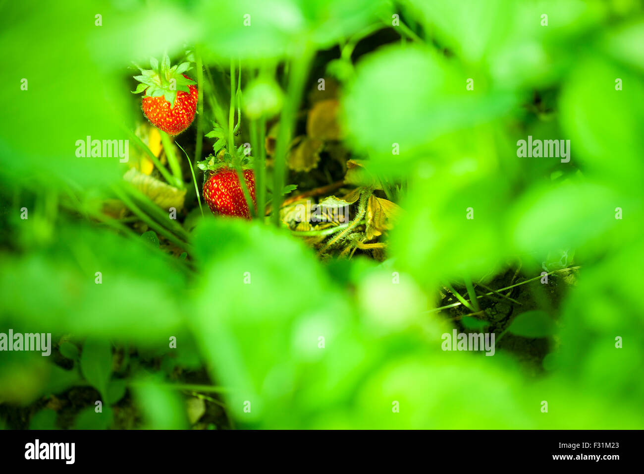 Strawberry in the fruit garden Stock Photo - Alamy