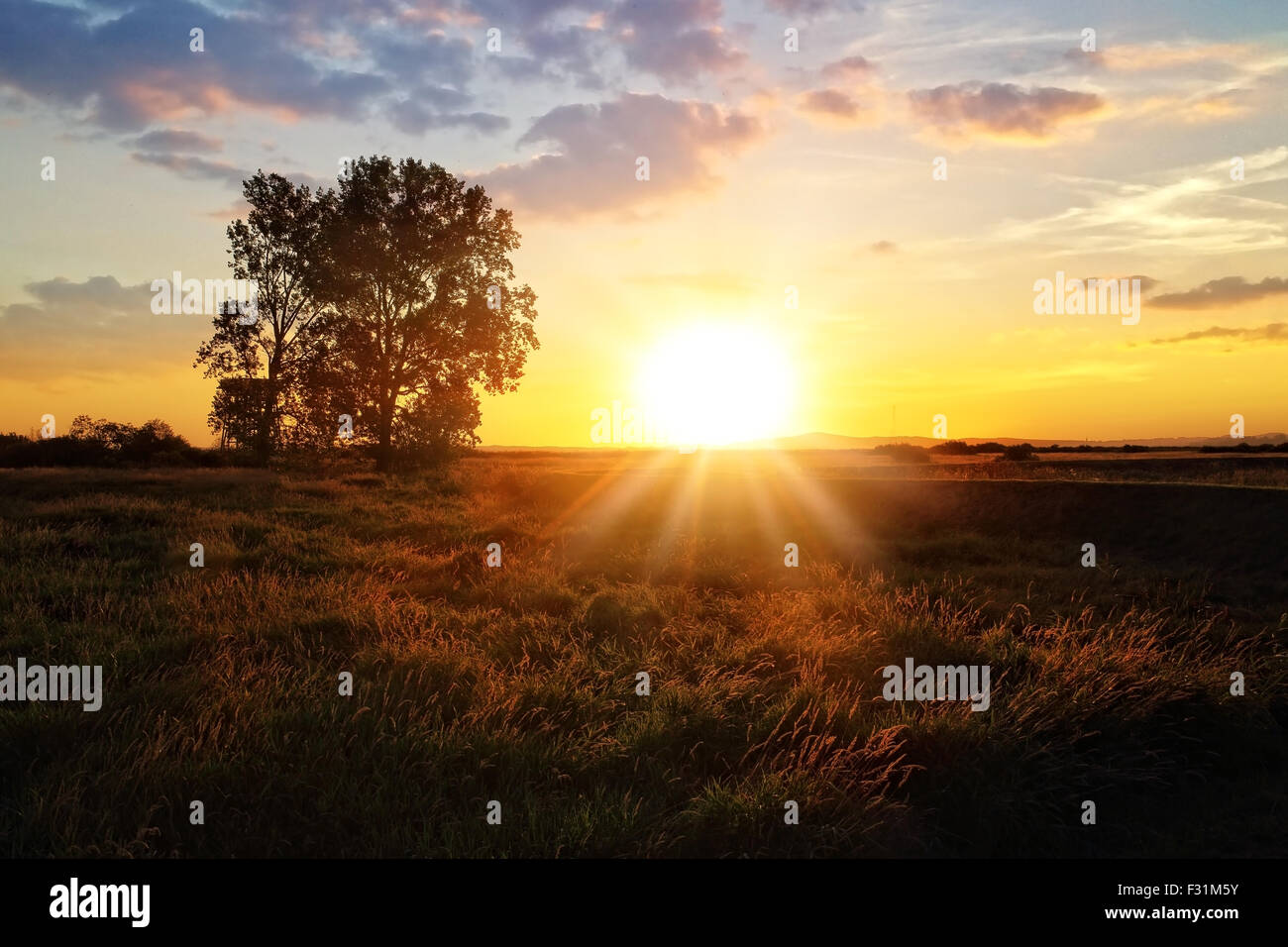 Single tree stands on a meadow in the morning Stock Photo