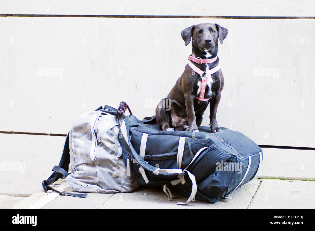 A dog sitting on and protecting it's owners backpack in Pamplona, Spain Stock Photo