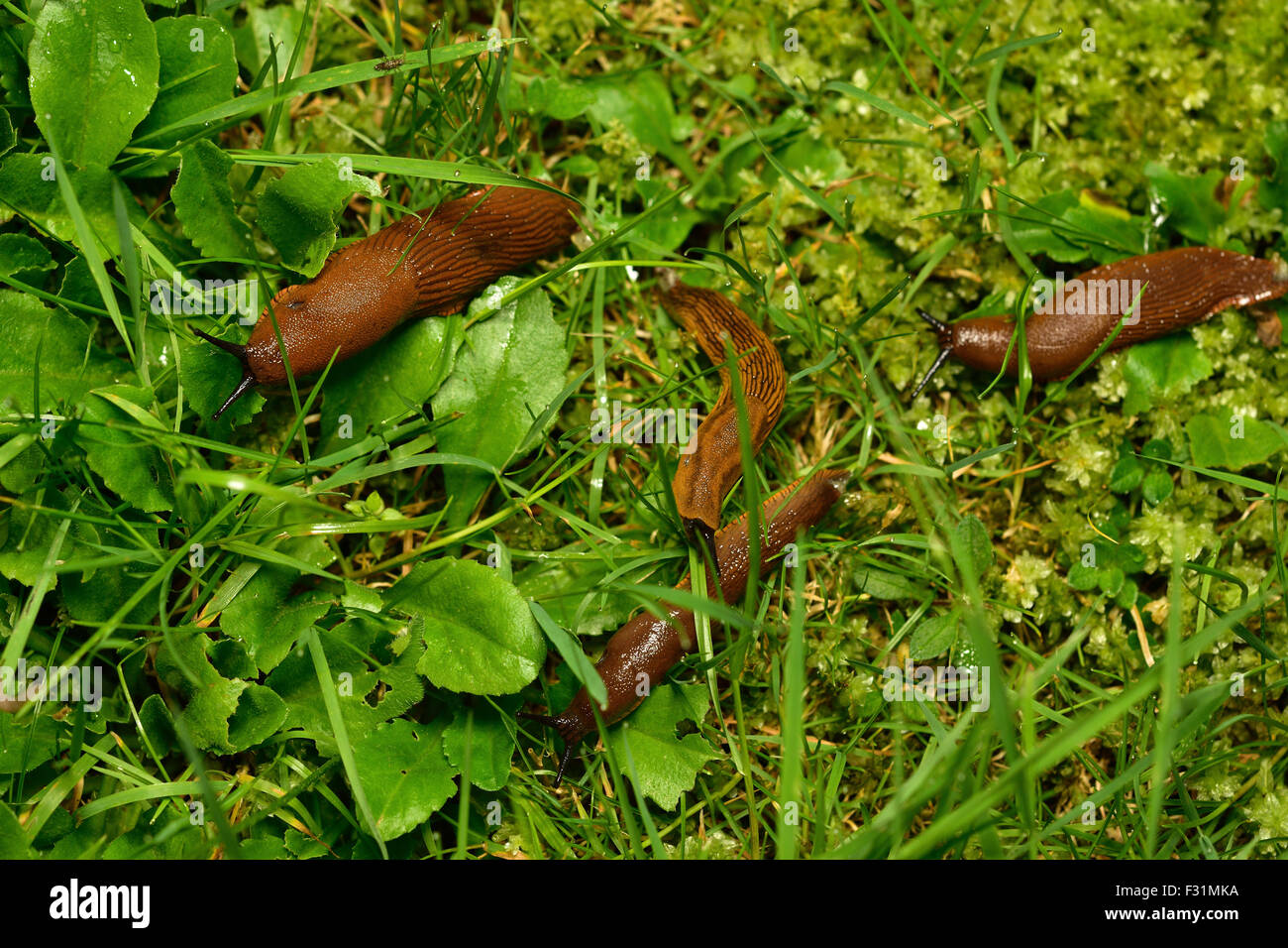 Spanish slugs (Arion vulgaris) invasion in garden. Few slugs on a grass. Garden problem. Europe. Stock Photo