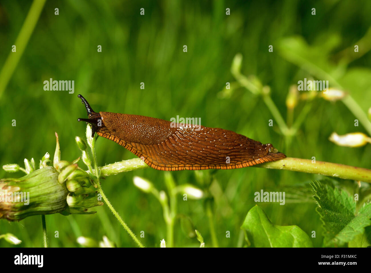 Spanish slug (Arion vulgaris) invasion in garden. Invasive slug. Garden problem. Europe. Stock Photo