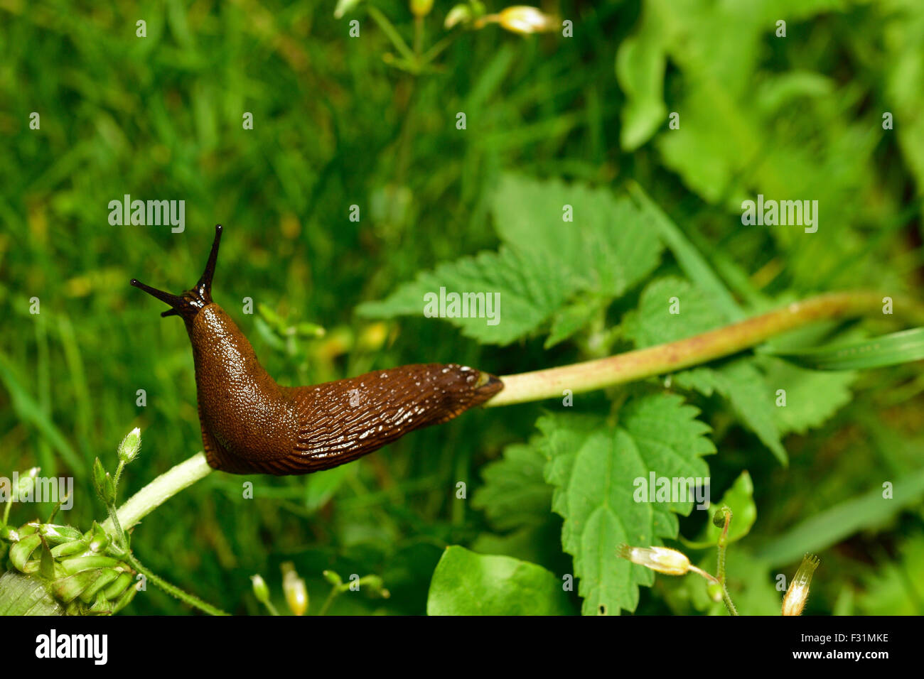 Spanish slug (Arion vulgaris) invasion in garden. Invasive slug. Garden problem. Europe. Stock Photo