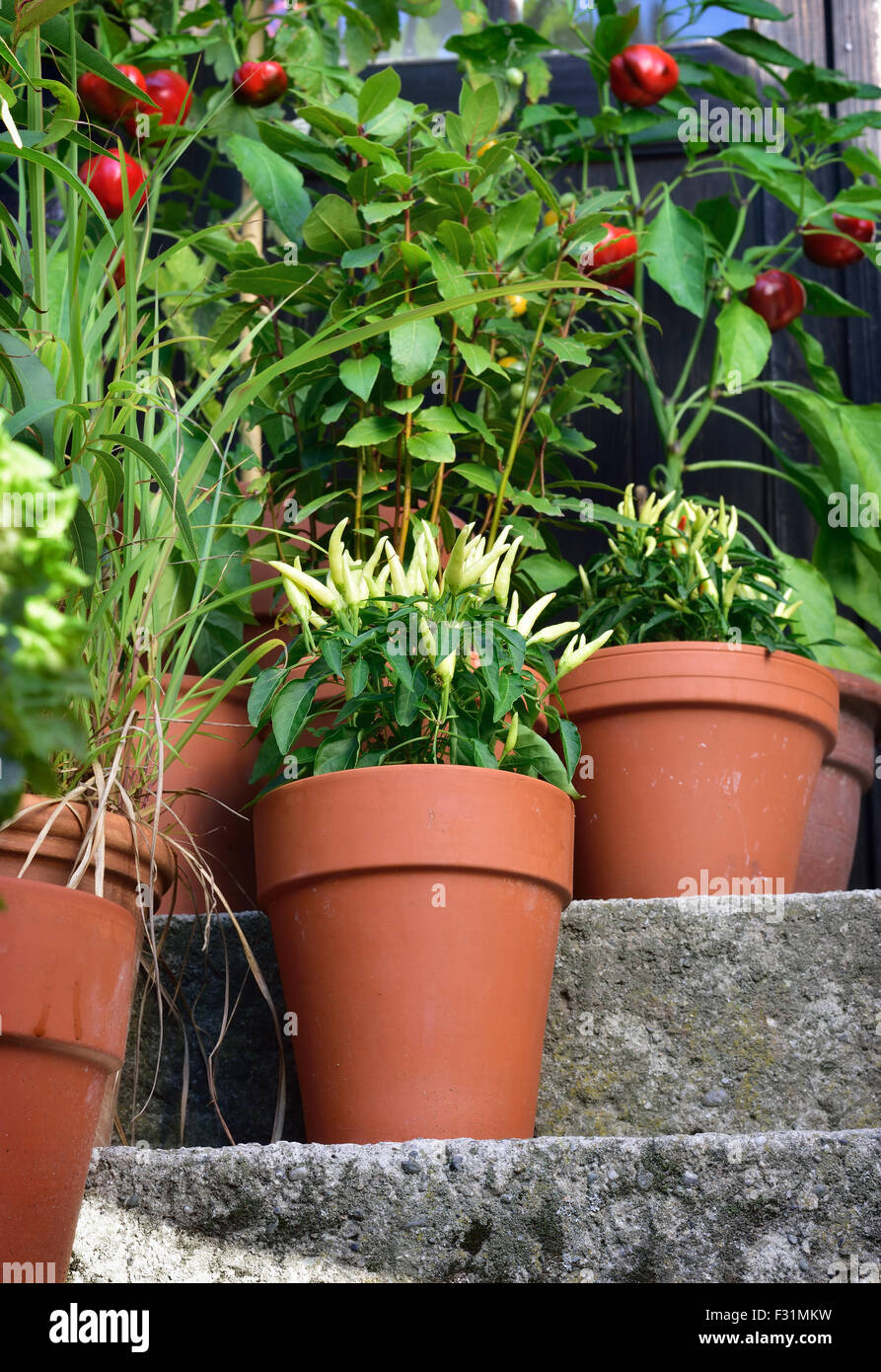 Ornamental container, vegetable garden in terracotta pots. Poupila pepper plant, Mirabell tomato plant, bay leaf and sweet peppe Stock Photo