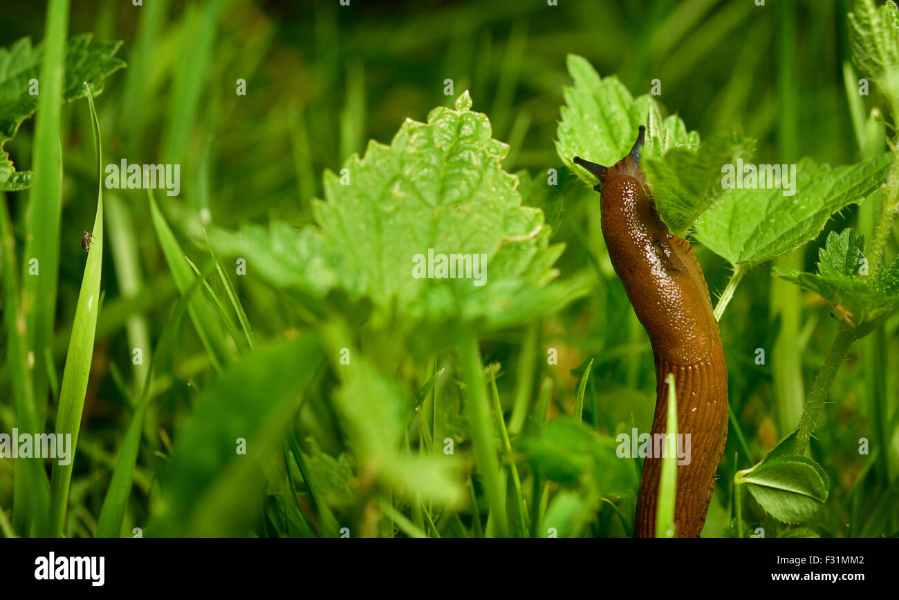 Spanish slug (Arion vulgaris) invasion in garden. Invasive slug. Garden problem. Europe. Copy space. Stock Photo