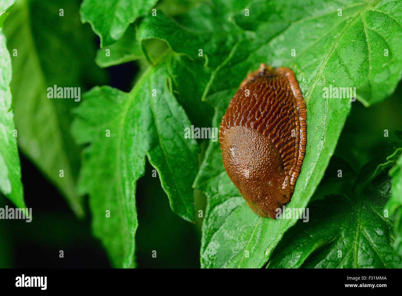 Spanish slug (Arion vulgaris) invasion in garden. Invasive slug, Spanish slug on tomatoe leaf. Garden problem. Europe. Stock Photo