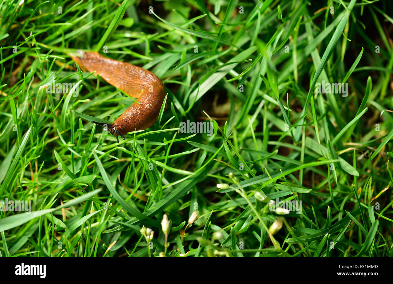Spanish slug (Arion vulgaris) invasion in garden. Invasive slug on grass. Garden problem. Europe. Copy space. Stock Photo