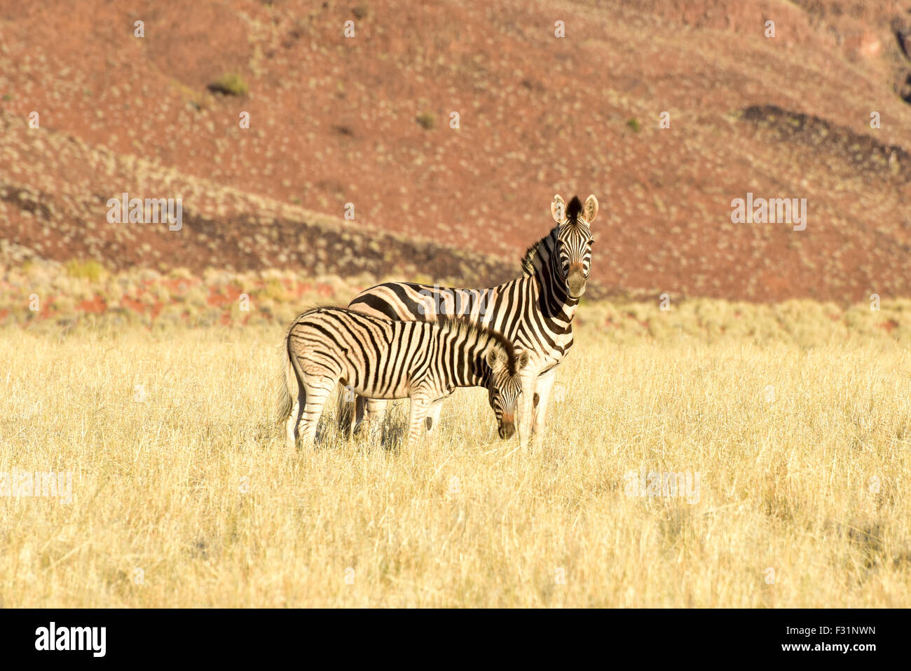 Zebras in desert hi-res stock photography and images - Alamy