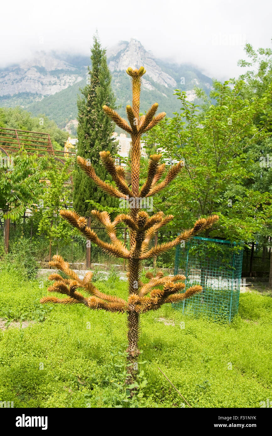 Chile (Chilean) araucaria, latin name Araucaria araucana, also called as Monkey's tree, hills on background. Stock Photo