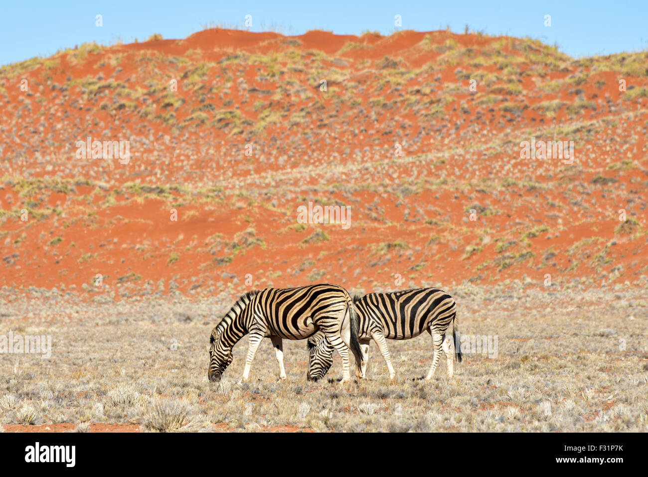 Zebra desert hi-res stock photography and images - Alamy