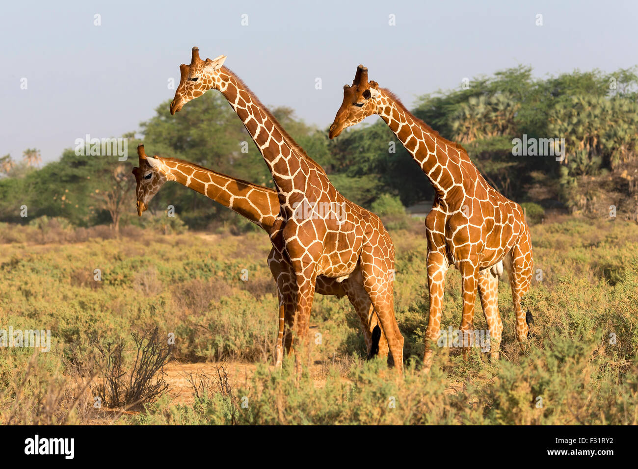 Reticulated giraffes (Giraffa reticulata camelopardalis), Samburu National Reserve, Kenya Stock Photo