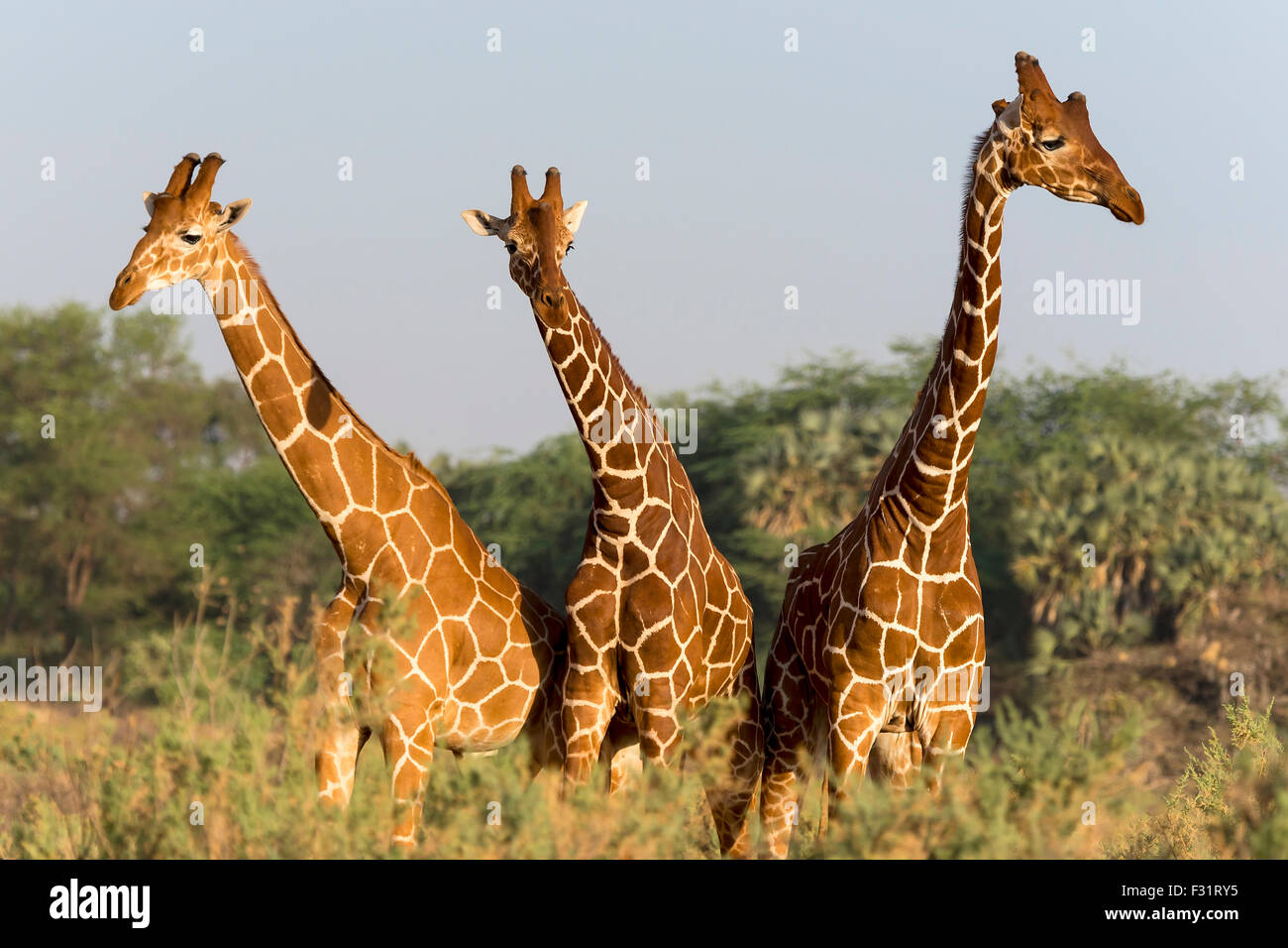 Reticulated giraffes (Giraffa reticulata camelopardalis), Samburu National Reserve, Kenya Stock Photo