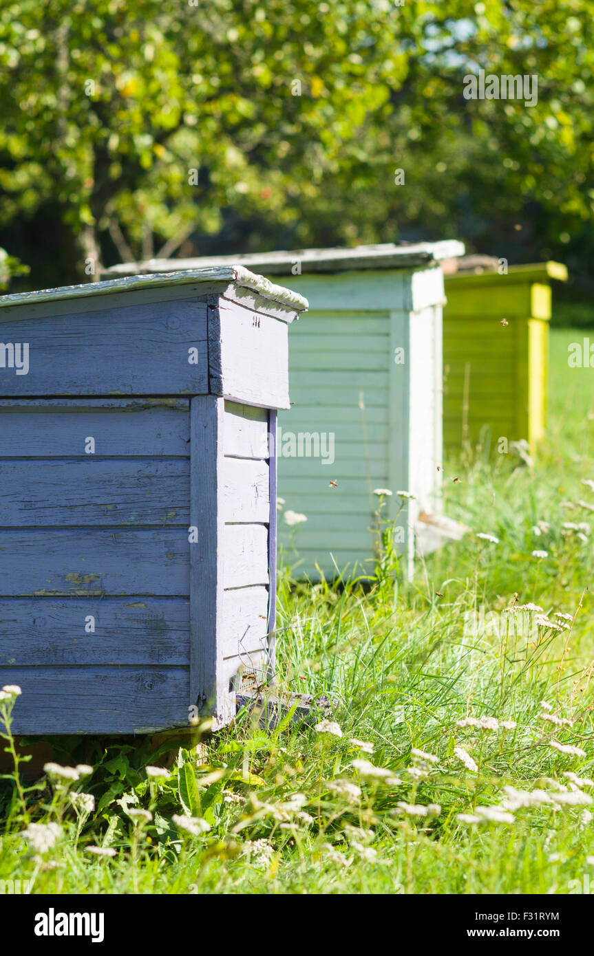 Three colorful beehives in a row, apiary vertical view Stock Photo