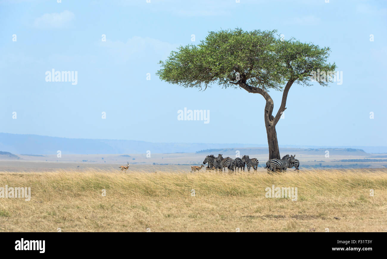 Masai mara landscape hi-res stock photography and images - Alamy