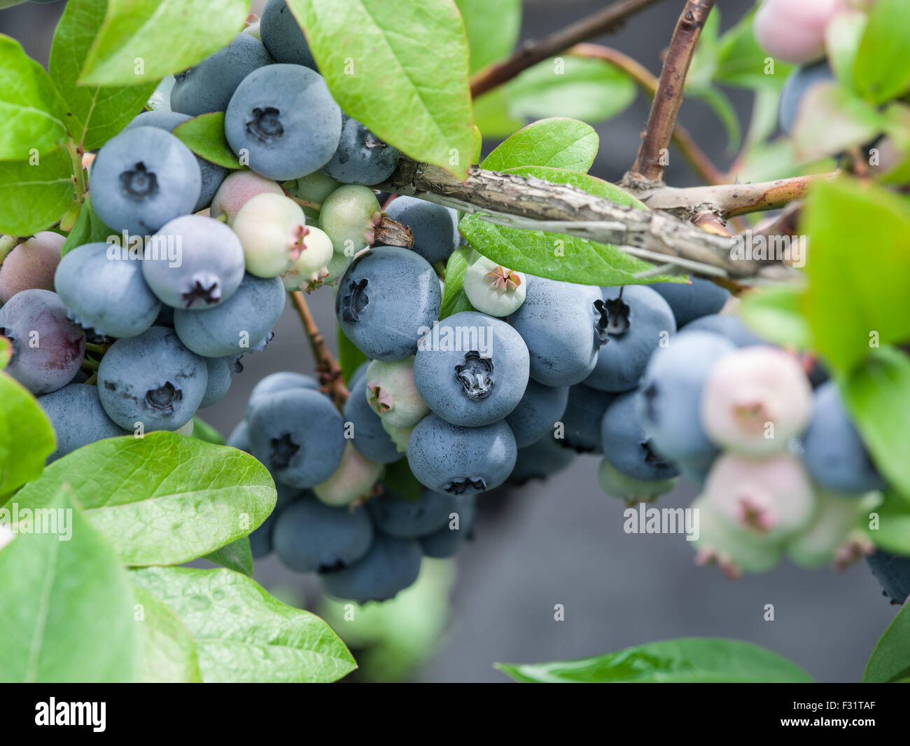 Ripe blueberries on the bush. Stock Photo