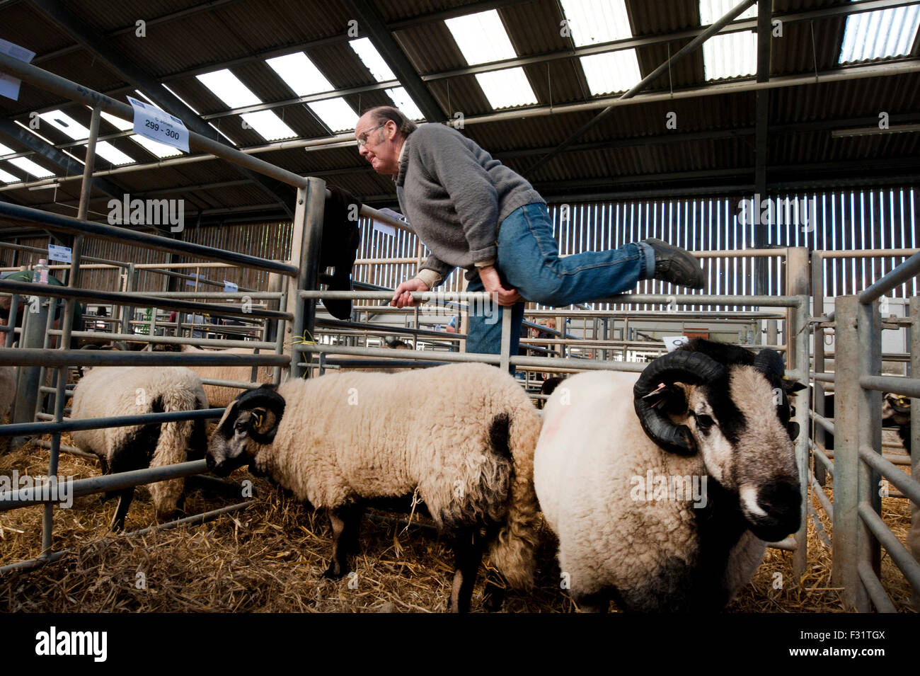 Llandovery, Wales, UK. 27th Sep, 2015. Sheep auction at the cattle
