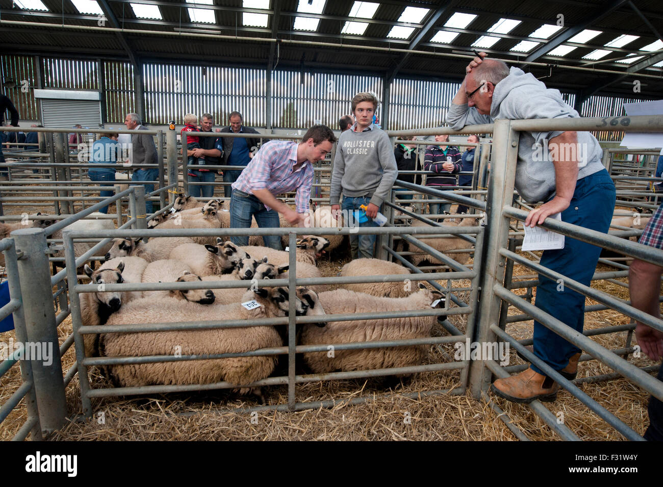 Llandovery, Wales, UK. 27th Sep, 2015. Farmers gathered to buy and sell prize sheep at the Llandovery sheep auctions, only held once a year. The sheep festival also took place, giving an insight in to Welsh farming for all ages. Credit:  roger tiley/Alamy Live News Stock Photo