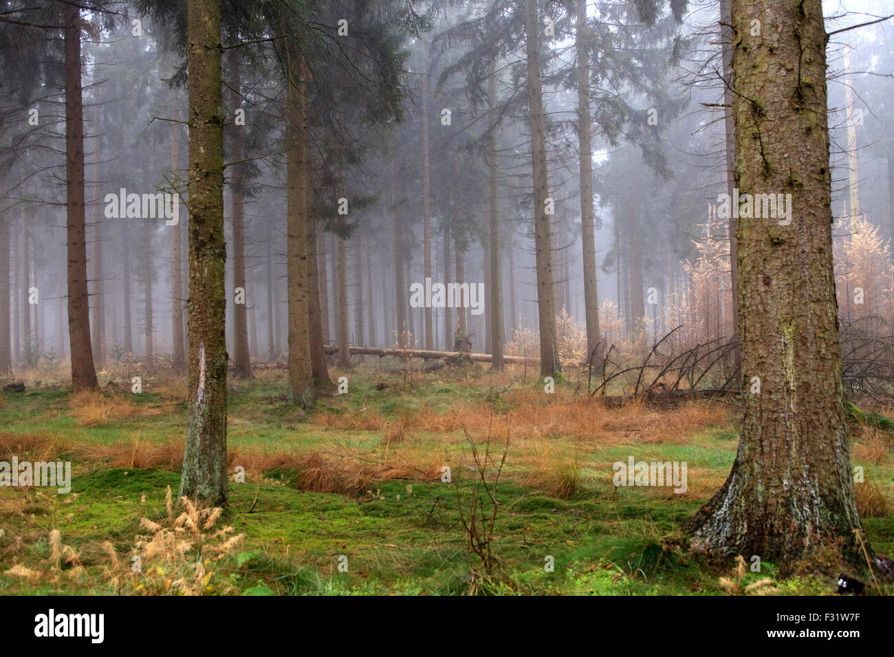 Beautiful pine trees stand hi-res stock photography and images - Alamy