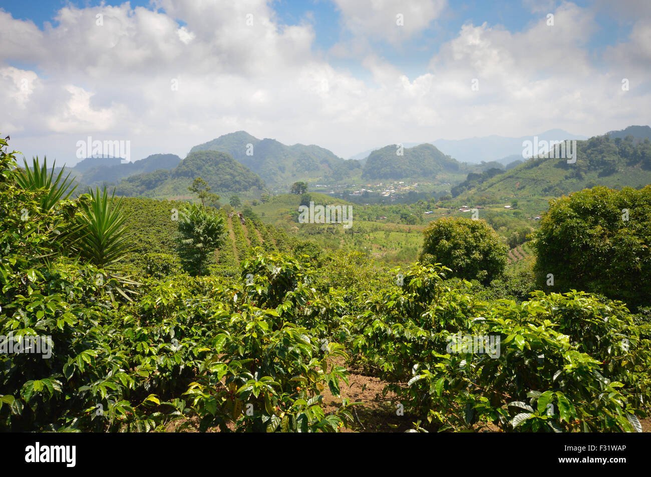 Coffee plantations in the highlands of western Honduras by the Santa Barbara National Park Stock Photo