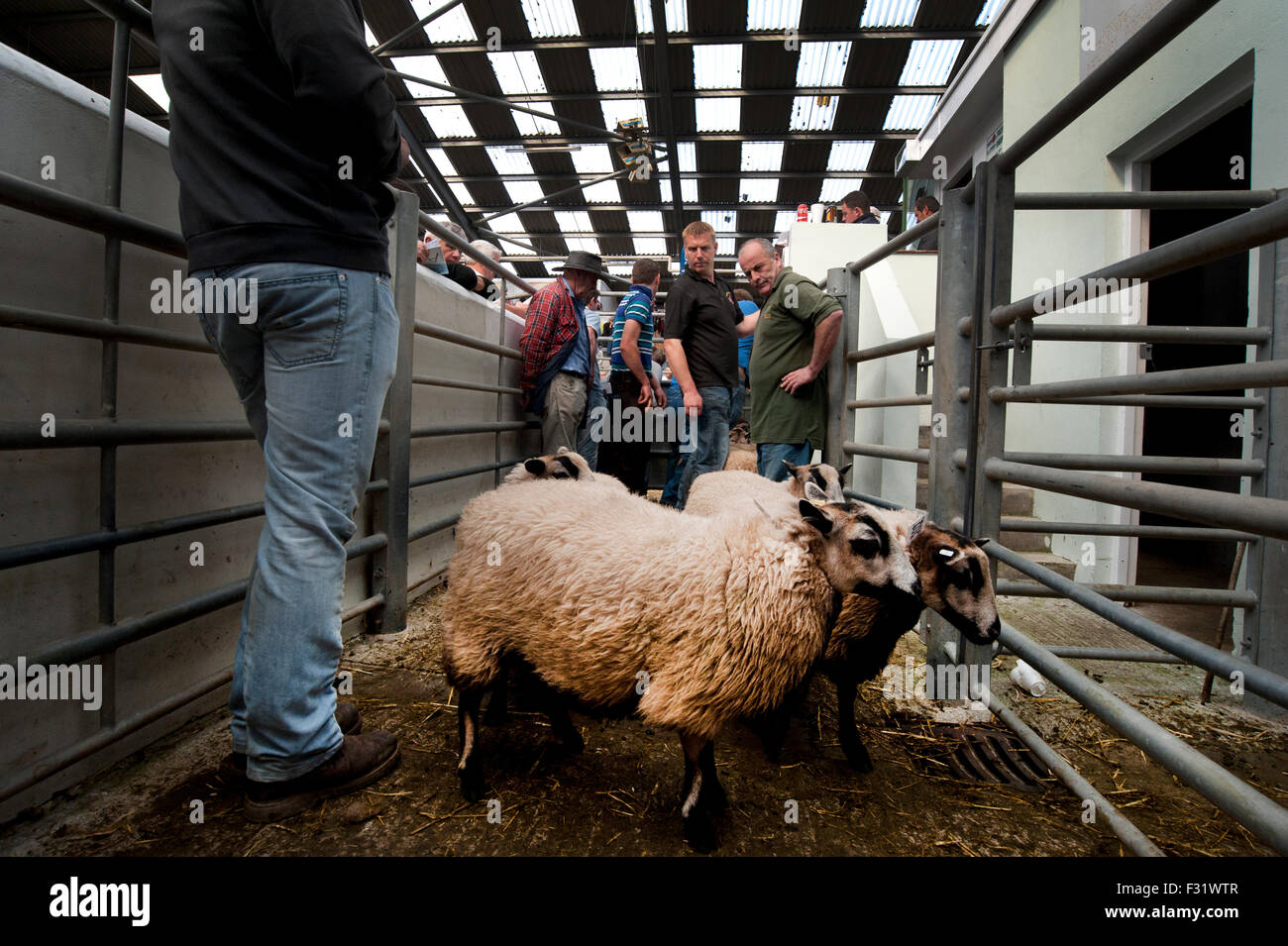 Llandovery, Wales, UK. 27th Sep, 2015. Farmers gathered to buy and sell prize sheep at the Llandovery sheep auctions, only held once a year. The sheep festival also took place, giving an insight in to Welsh farming for all ages. Credit:  roger tiley/Alamy Live News Stock Photo
