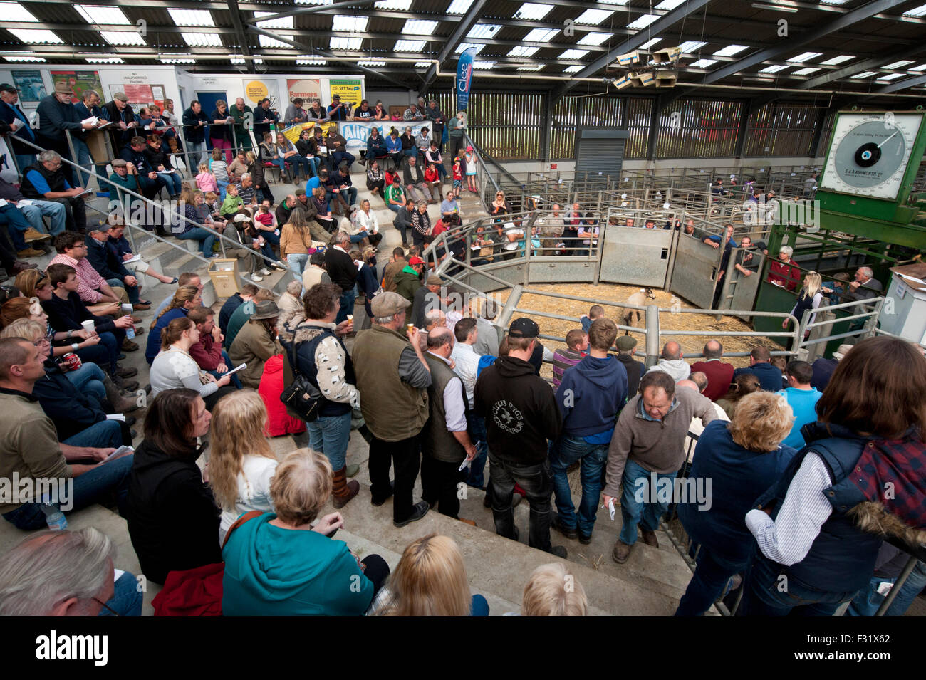 Llandovery, Wales, UK. 27th Sep, 2015. Farmers gathered to buy and sell prize sheep at the Llandovery sheep auctions, only held once a year. The sheep festival also took place, giving an insight in to Welsh farming for all ages. Credit:  roger tiley/Alamy Live News Stock Photo