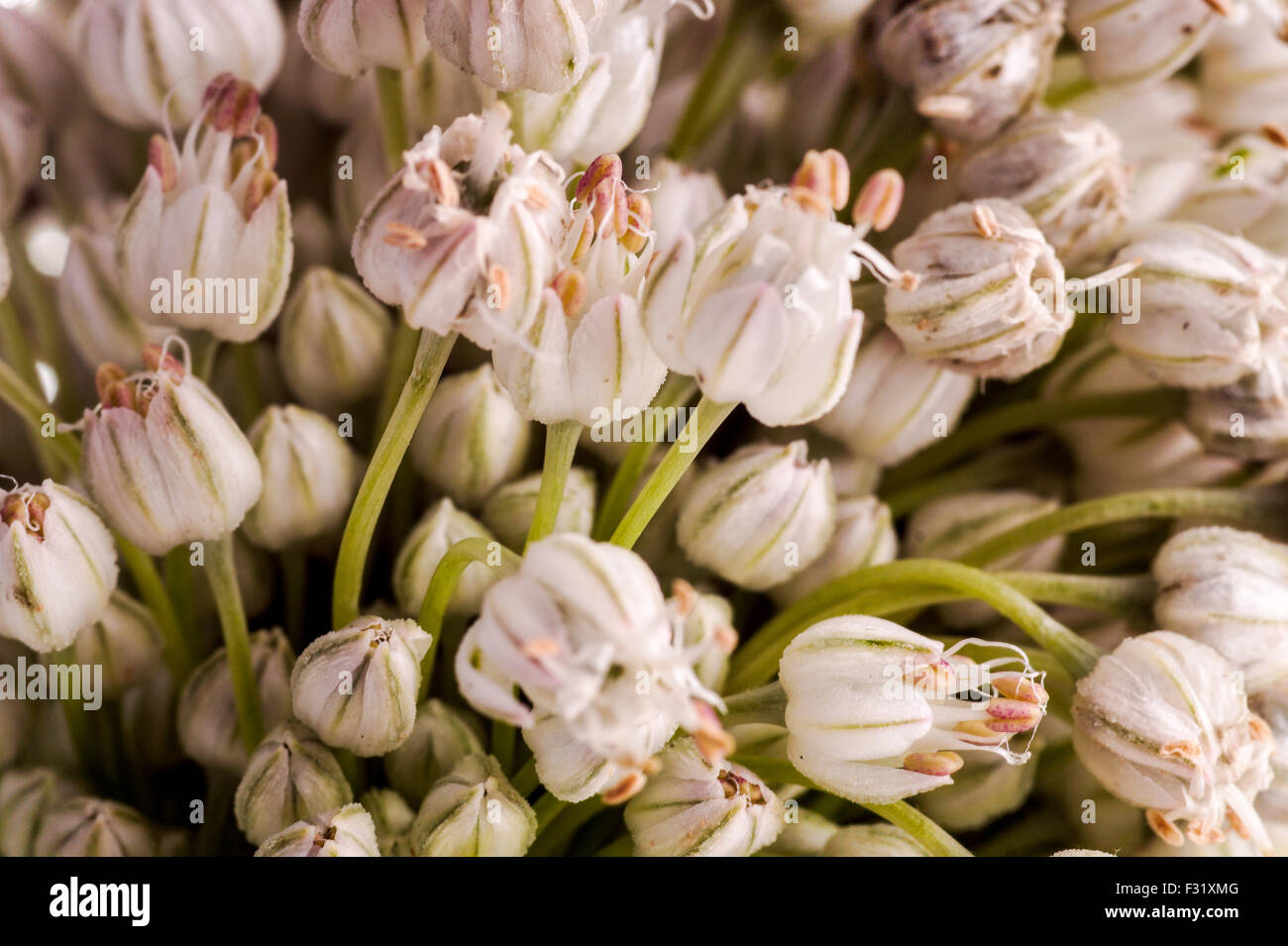 edible flower from the plant leek, Allium porrum, Macro Stock Photo