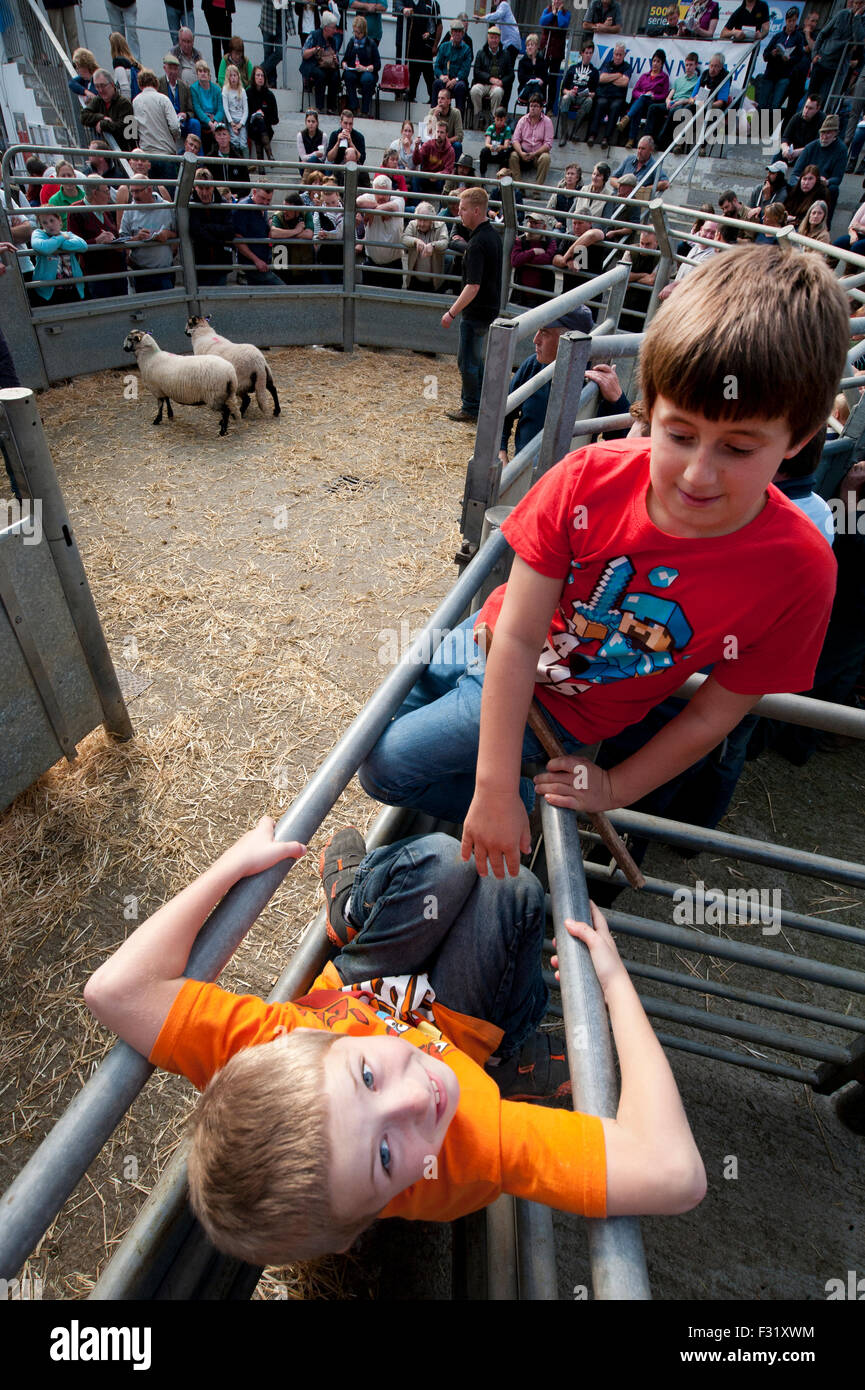 Llandovery, Wales, UK. 27th Sep, 2015. Farmers gathered to buy and sell prize sheep at the Llandovery sheep auctions, only held once a year. The sheep festival also took place, giving an insight in to Welsh farming for all ages. Credit:  roger tiley/Alamy Live News Stock Photo