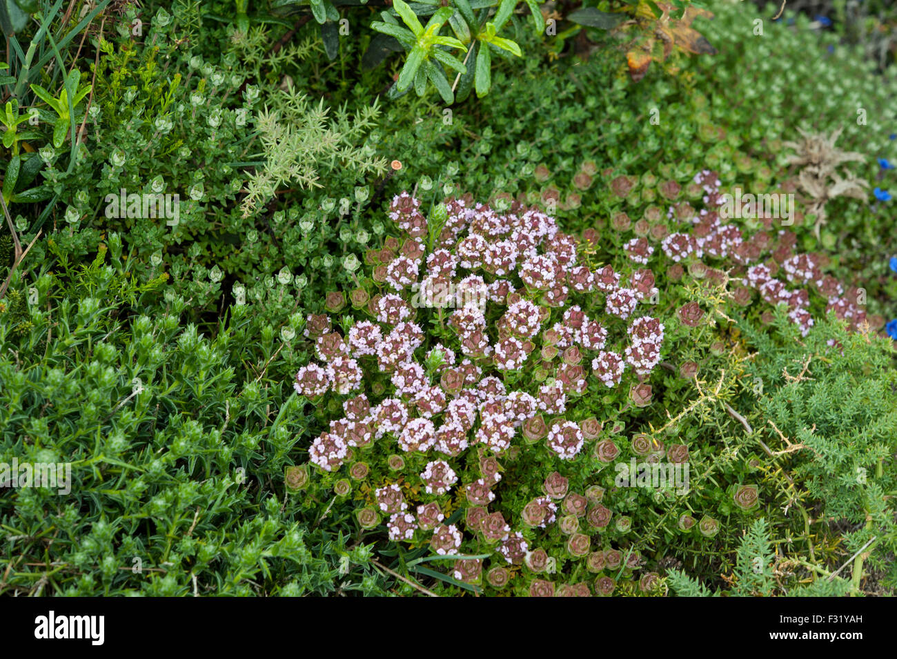 Thymus capitatus ssp. vicentinus, growing in a coastal heath near Aljezur, Western Portugal. Stock Photo