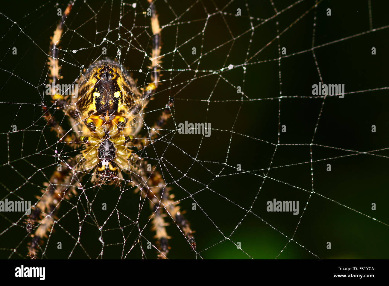 Leeds, UK. 28th Sep, 2015. A very misty start to Monday morning in Leeds led to water drops forming on spider webs creating an almost jewel like appearance, this garden spider was remaining in his web whilst other spiders had vacated theirs. Taken on the 28th September 2015 in Leeds, West Yorkshire. Credit:  Andrew Gardner/Alamy Live News Stock Photo