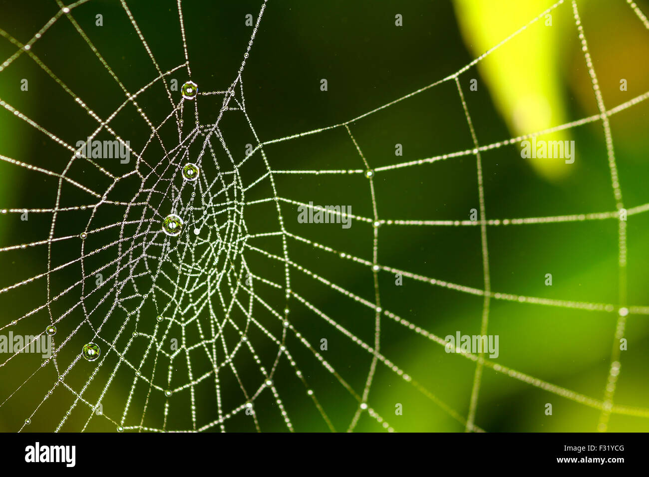 Leeds, UK. 28th Sep, 2015. A very misty start to Monday morning in Leeds led to water drops forming on spider webs creating an almost jewel like appearance. Taken on the 28th September 2015 in Leeds, West Yorkshire. Credit:  Andrew Gardner/Alamy Live News Stock Photo