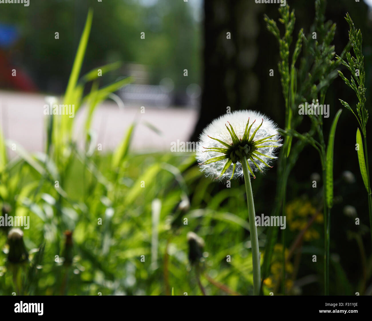 A dandelion turned to seed. Stock Photo